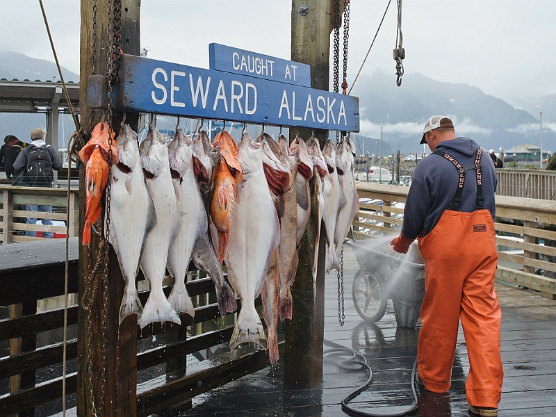 Alaska Wildlife-58.JPG